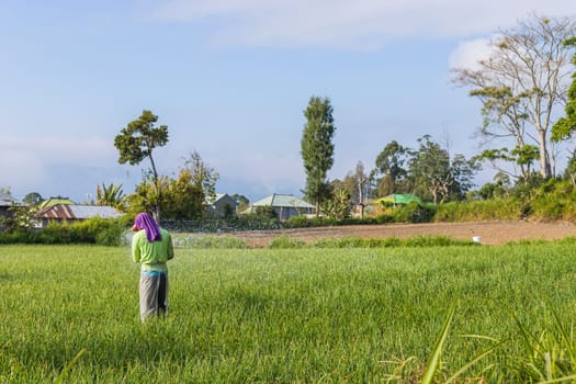 Bali, Indonesia - September 13, 2019: Woman working in the rice fileds of bali, Indonesia