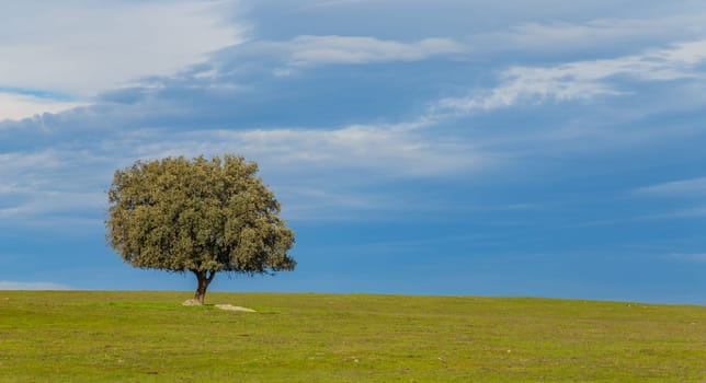 A lonely oak in the middle of the pasture in Extremadura. Spain
