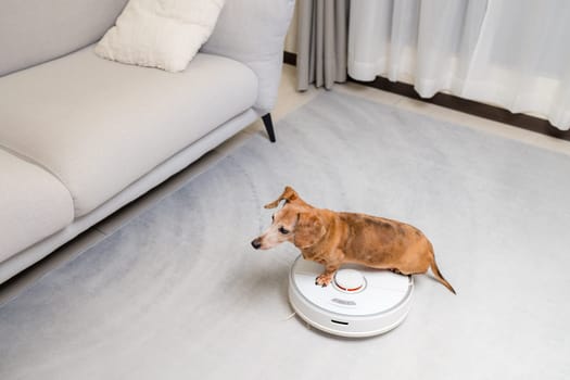 Dachshund dog sit on vacuum robot at home