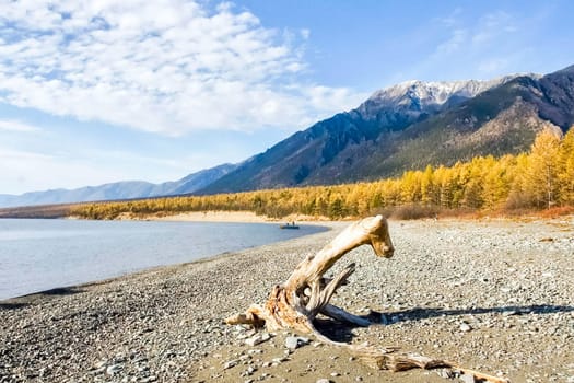 Dry tree on the shore. Remains of woody vegetation.