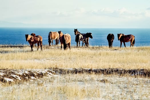 Horses on the shore of Lake Baikal. Pasture with dry grass where horses graze.