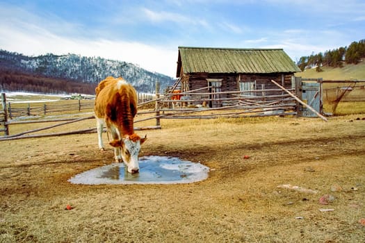 A cow is drinking water from a frozen puddle. Cows at Baikal.
