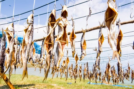 Dried fish is dried on the ropes in the open air in the sun.