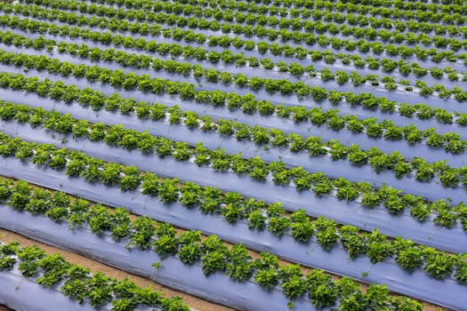 Strawberry field in Taiwan miaoli