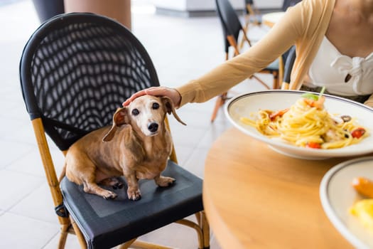 Woman go to restaurant with her dog in shopping center