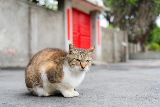 Stray cat sitting on the ground