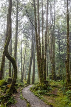 Hiking trail in the forest in mist