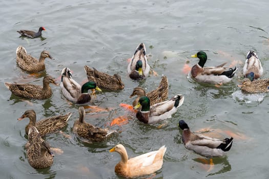 Duck swim over the water pond