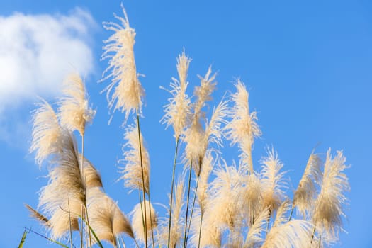 Silver grass over the sunny day