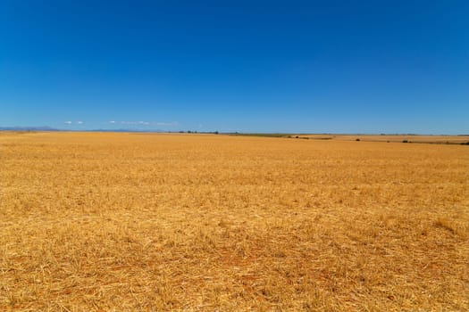 view of a crop field in the north of Spain