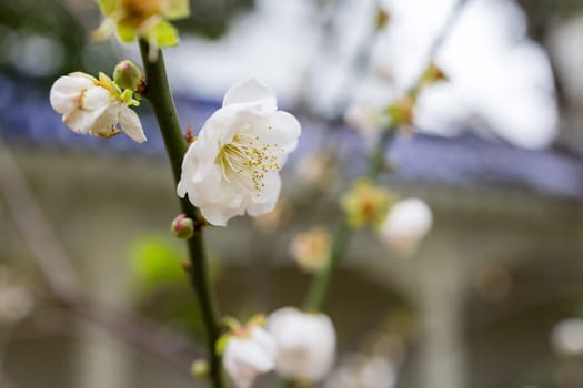Beautiful white peach blossom close up