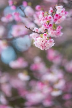 Pink sakura flower on the tree