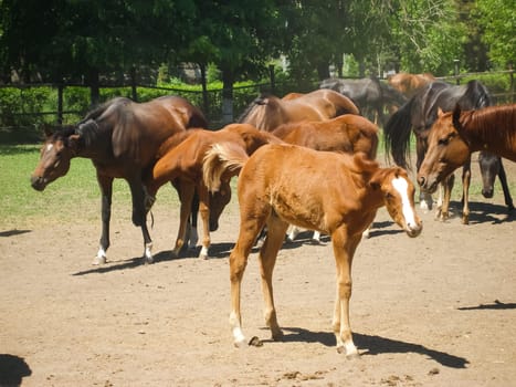 Horses graze in the meadow behind the fence. Horses in Novokubansk.