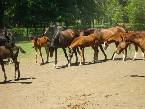 Horses graze in the meadow behind the fence. Horses in Novokubansk.