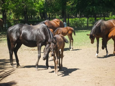 Horses graze in the meadow behind the fence. Horses in Novokubansk.