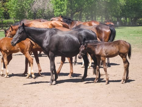 Horses graze in the meadow behind the fence. Horses in Novokubansk.