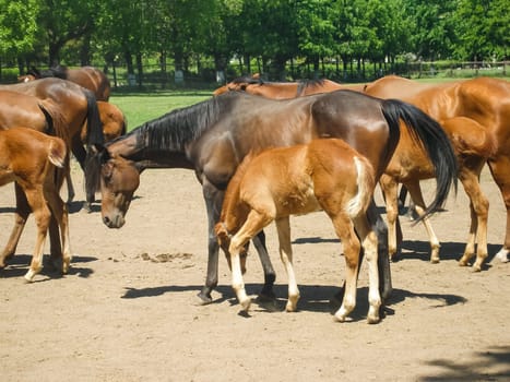 Horses graze in the meadow behind the fence. Horses in Novokubansk.