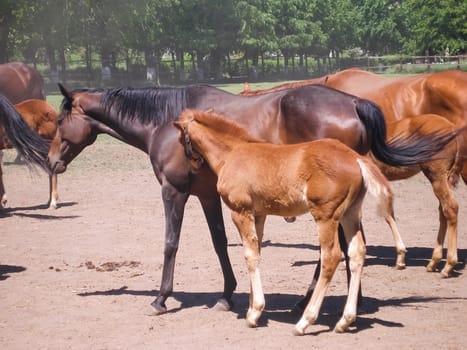 Horses graze in the meadow behind the fence. Horses in Novokubansk.