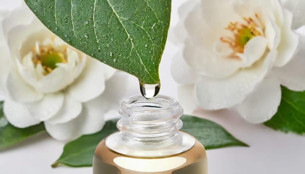 Herbal essence. Alternative healthy medicine. Skin care. Essential oil or water dropping from fresh leaf to the bottle.