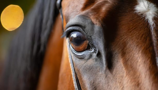 Eye of Arabian bay horse
