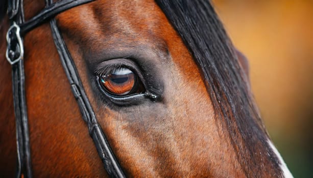 Eye of Arabian bay horse