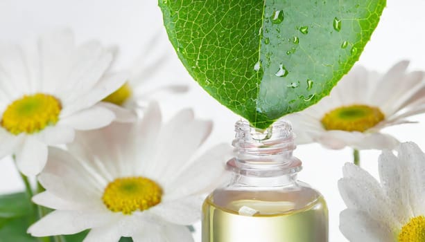 Herbal essence. Alternative healthy medicine. Skin care. Essential oil or water dropping from fresh leaf to the bottle.