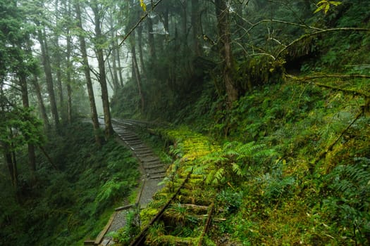 Hiking trail in Taipingshan of Yilan Jianqing Huaigu Trail