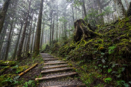 Hiking trail in National park in Taipingshan of Yilan Jianqing Huaigu Trail