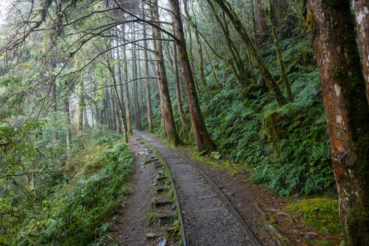 Hiking trail in Taipingshan of Yilan Jianqing Huaigu Trail