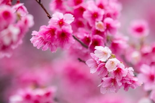 Pink spring cherry blossom over the tree