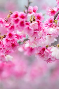 Beautiful sakura blossom over the tree