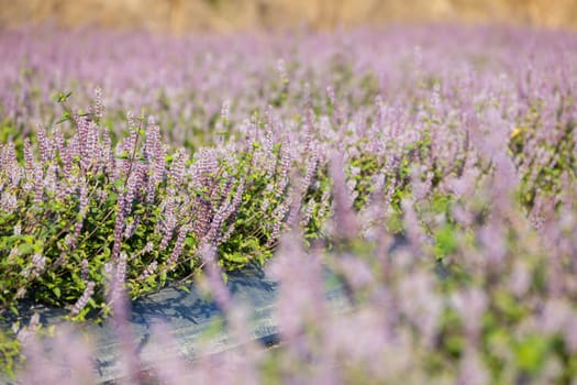 Chinese Mesona flower field in Taoyuan Yangmei District