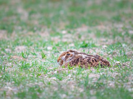 Hare hiding in plain sight hoping he has not been seen.