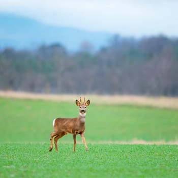 Roe deer buck looking in the camera on a green meadow