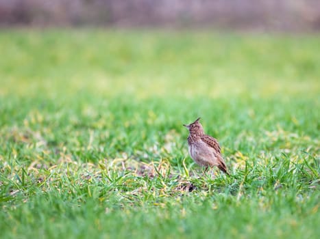A Skylark, Alauda arvensis, sitting on a grassy mound near to where it is nesting.