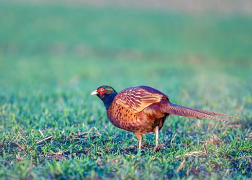 Common pheasant (Phasianus colchicus)