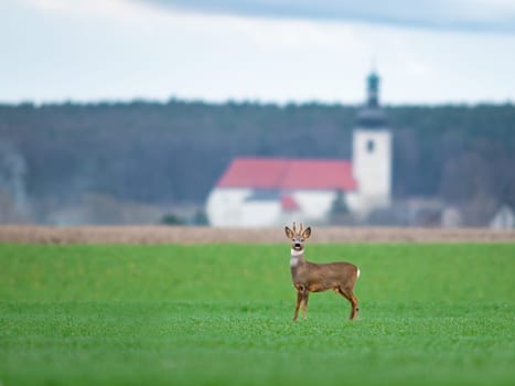 Majestic strong roe deer standing in front of household. Big roe buck with huge antlers near village. Wild animal near human houses. Capreolus capreolus
