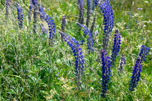 Green meadows with purple lupins in the high Rhoen, Bavaria, Germany