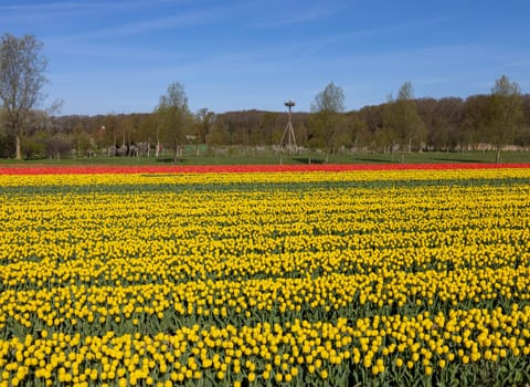 Fields of blooming tulips near Lisse in the Netherlands