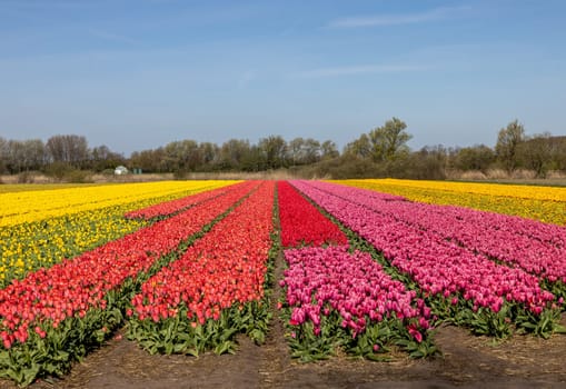 Fields of blooming tulips near Lisse in the Netherlands