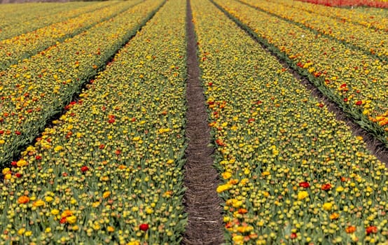 Fields of blooming tulips near Lisse in the Netherlands