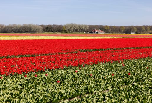 Fields of blooming tulips near Lisse in the Netherlands