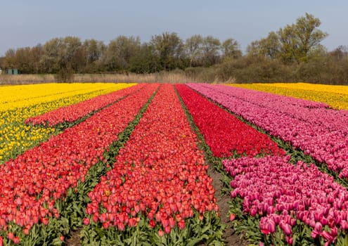 Fields of blooming tulips near Lisse in the Netherlands