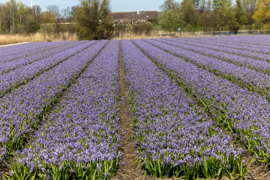 Fields of blooming hyacints near Lisse in the Netherlands
