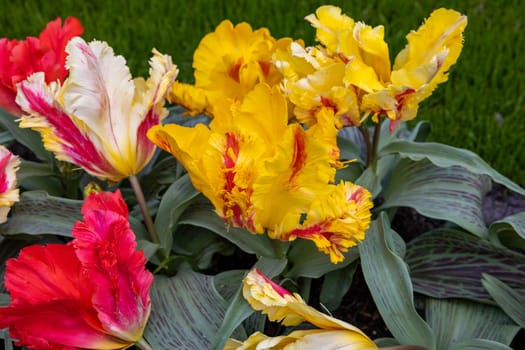 Yellow and red tulip called Zampa Parrot.  Parrot group. Tulips are divided into groups that are defined by their flower features