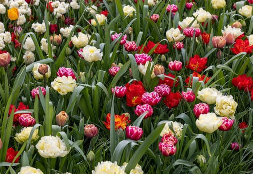 colorful tulips blooming in a garden