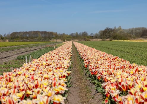 Fields of blooming tulips near Lisse in the Netherlands