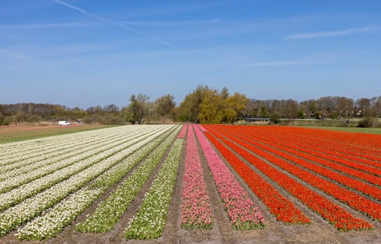 Fields of blooming tulips near Lisse in the Netherlands
