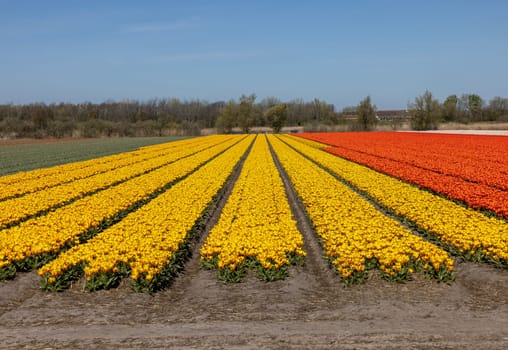 Fields of blooming tulips near Lisse in the Netherlands