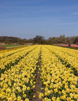 Fields of blooming yellow daffodils near Lisse in the Netherlands